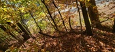 Enlarge photo 343