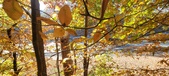 Enlarge photo 355
