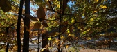 Enlarge photo 353