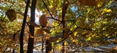 Enlarge photo 357