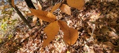 Enlarge photo 364