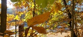 Enlarge photo 361