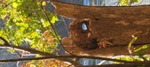 Enlarge photo 370