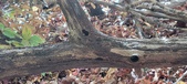 Enlarge photo 369