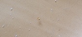 Enlarge photo 308