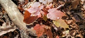 Enlarge photo 94