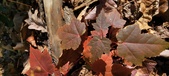 Enlarge photo 95