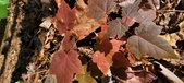 Enlarge photo 96
