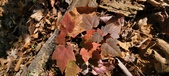 Enlarge photo 97