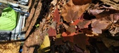 Enlarge photo 99