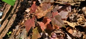 Enlarge photo 98