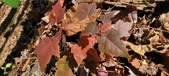 Enlarge photo 102