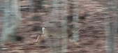 Enlarge photo 127