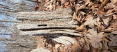 Enlarge photo 135