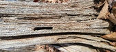 Enlarge photo 136