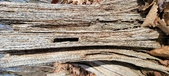 Enlarge photo 137