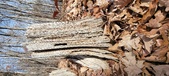 Enlarge photo 143