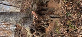 Enlarge photo 178