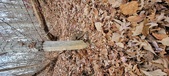 Enlarge photo 185