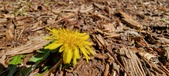 Enlarge photo 44