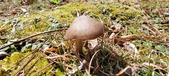 Enlarge photo 47