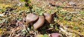 Enlarge photo 52