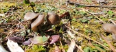 Enlarge photo 56