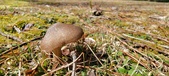 Enlarge photo 55