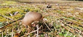Enlarge photo 54