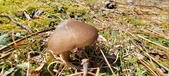 Enlarge photo 53