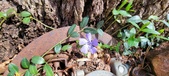 Enlarge photo 62