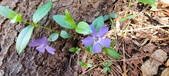 Enlarge photo 68