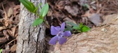 Enlarge photo 71