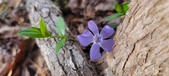 Enlarge photo 72