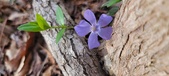Enlarge photo 73