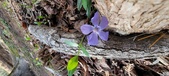 Enlarge photo 78