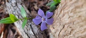 Enlarge photo 76