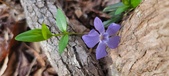 Enlarge photo 75