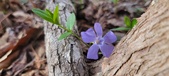 Enlarge photo 79