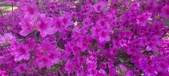 Enlarge photo 306