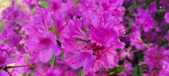 Enlarge photo 307