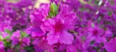 Enlarge photo 308