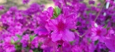 Enlarge photo 309