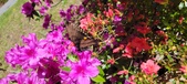 Enlarge photo 310