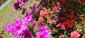 Enlarge photo 311
