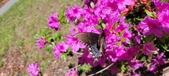 Enlarge photo 312