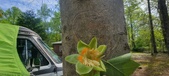 Enlarge photo 301