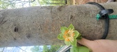 Enlarge photo 296