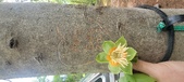 Enlarge photo 295