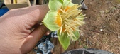 Enlarge photo 290